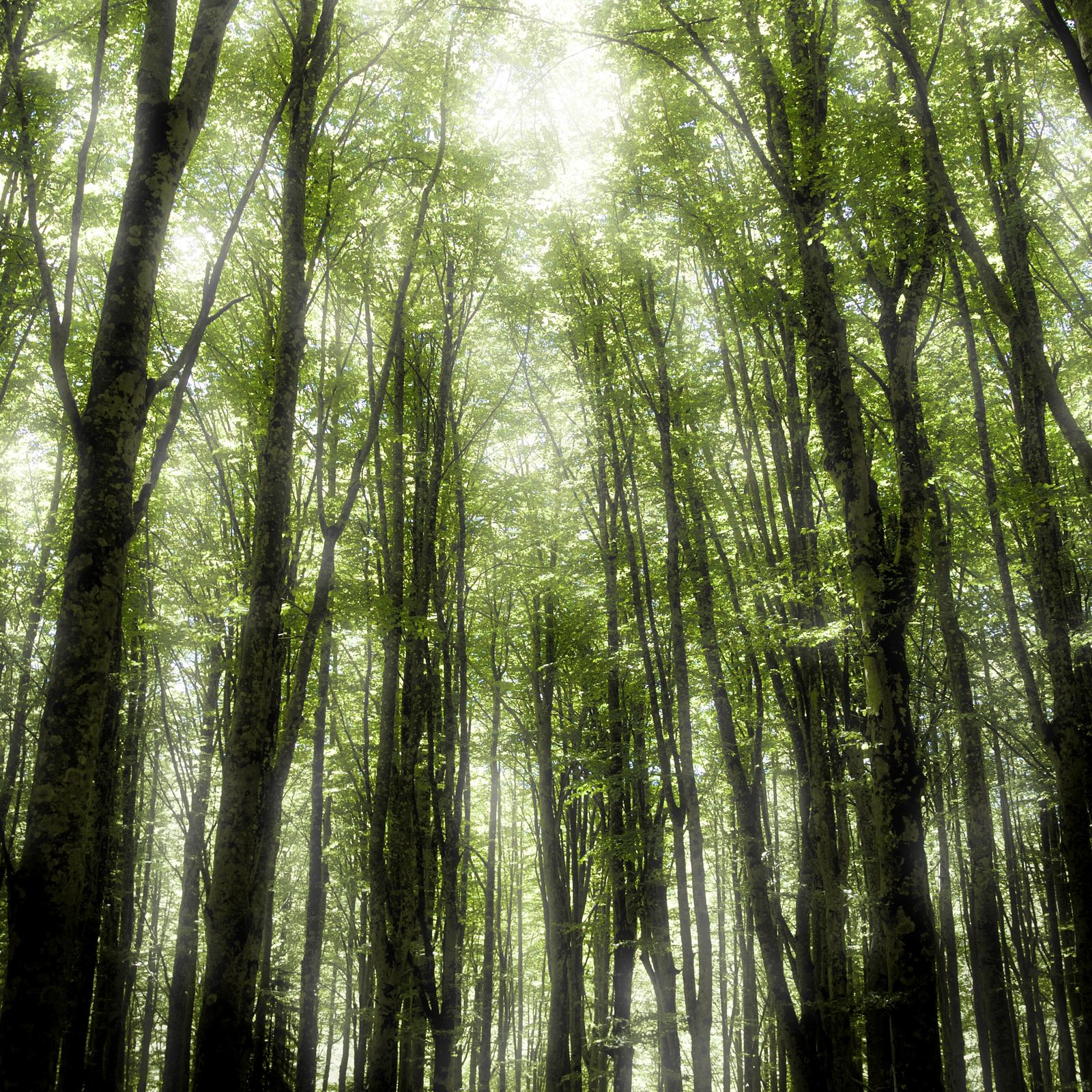 Bosco fitto attraversato da luce verde