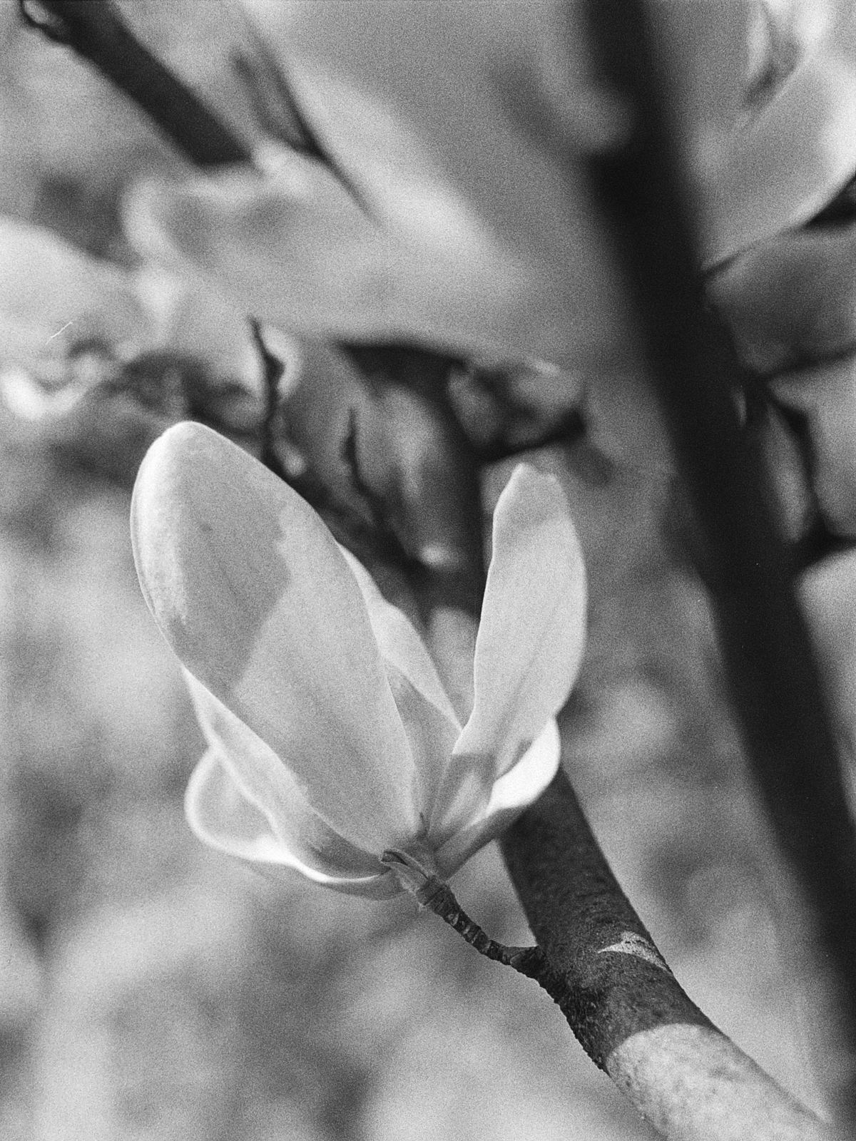 Fiore di magnolia in bianco e nero