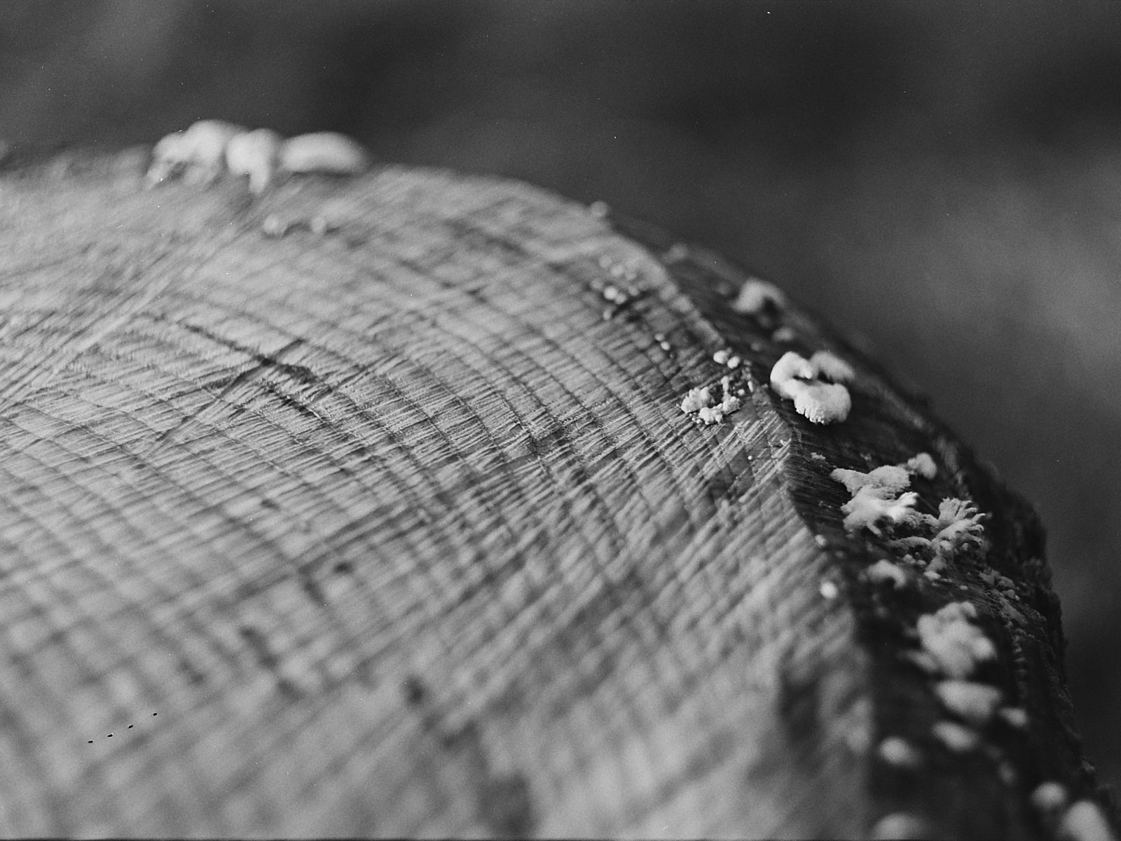 Sezione di legno con piccoli funghi sul bordo