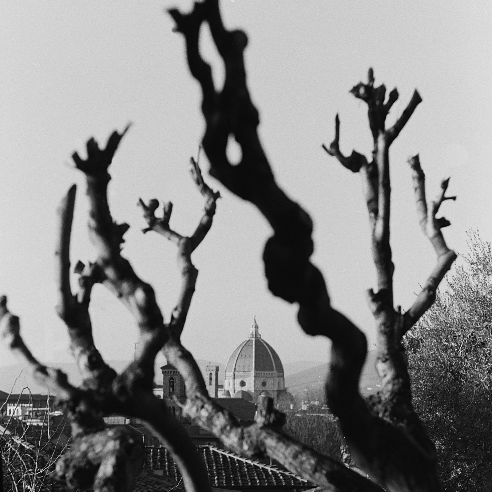 Cupola vista attraverso rami scuri